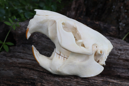 Geriatric Beaver Skull