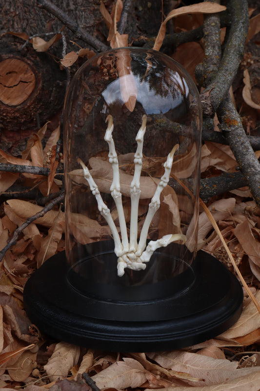 Bobcat Paw Articulation in Glass Dome