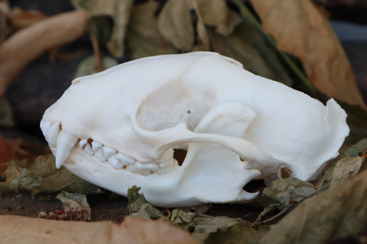Craft Raccoon Skull