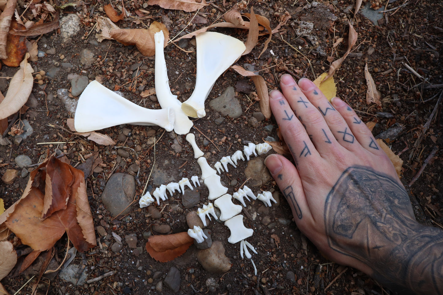Whitetail Fawn Bone Lot