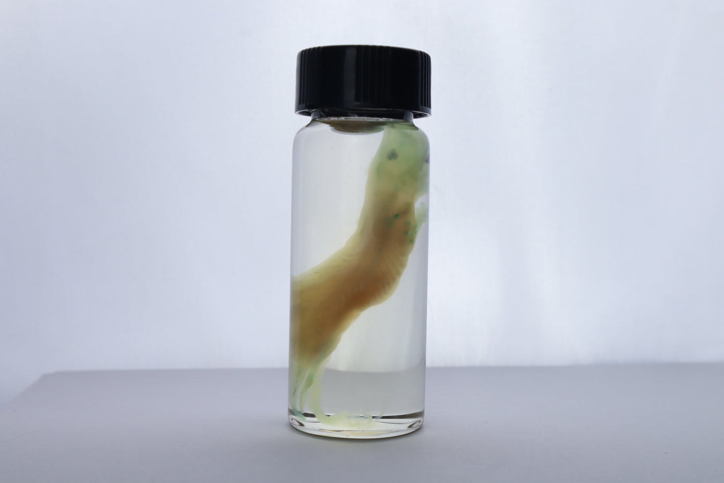 Diaphonized Fetal Beaver