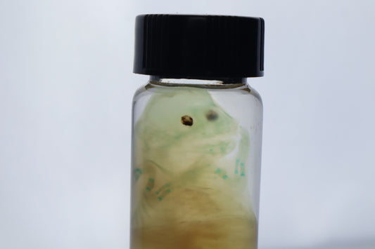Diaphonized Fetal Beaver