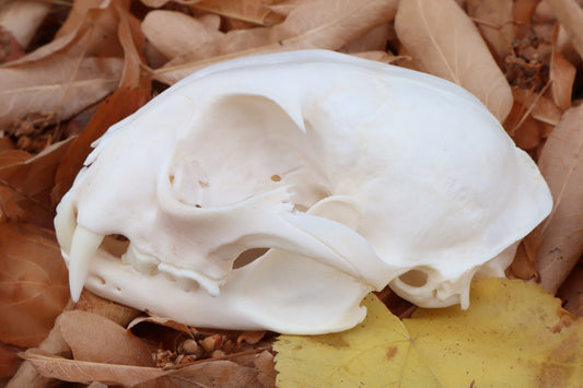 Alaskan Lynx Skull