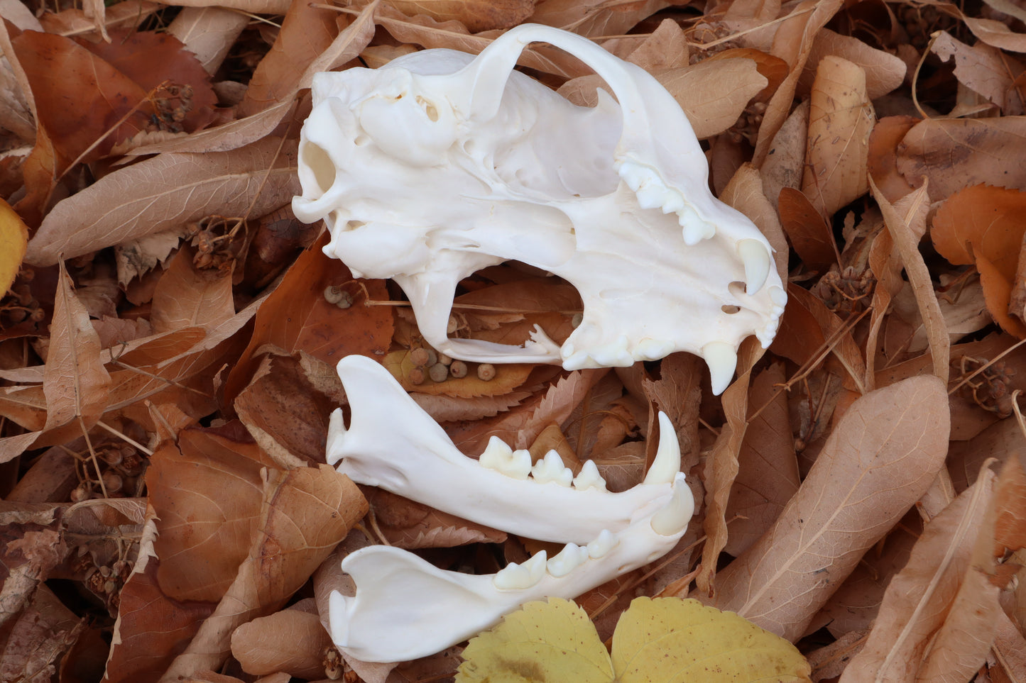 Alaskan Lynx Skull