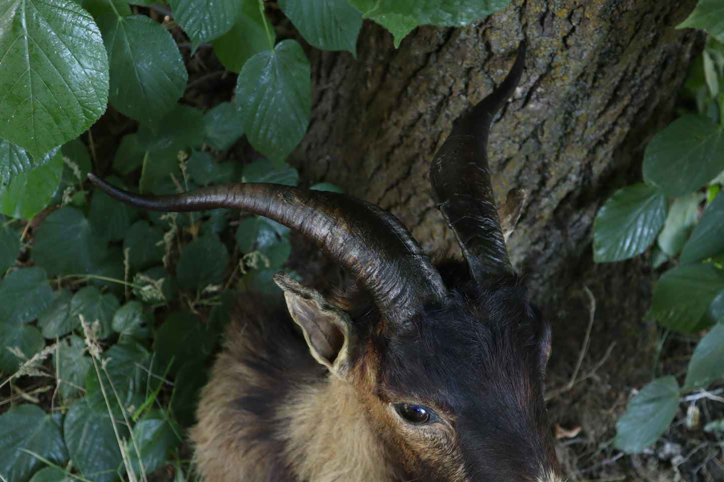 Taxidermy Feral Hawaiian Goat