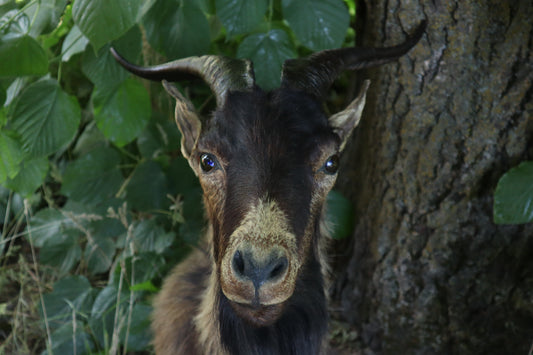 Taxidermy Feral Hawaiian Goat