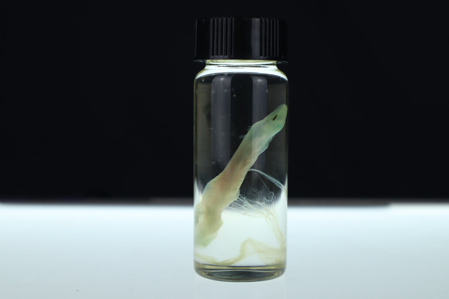Diaphonized Fetal Beaver