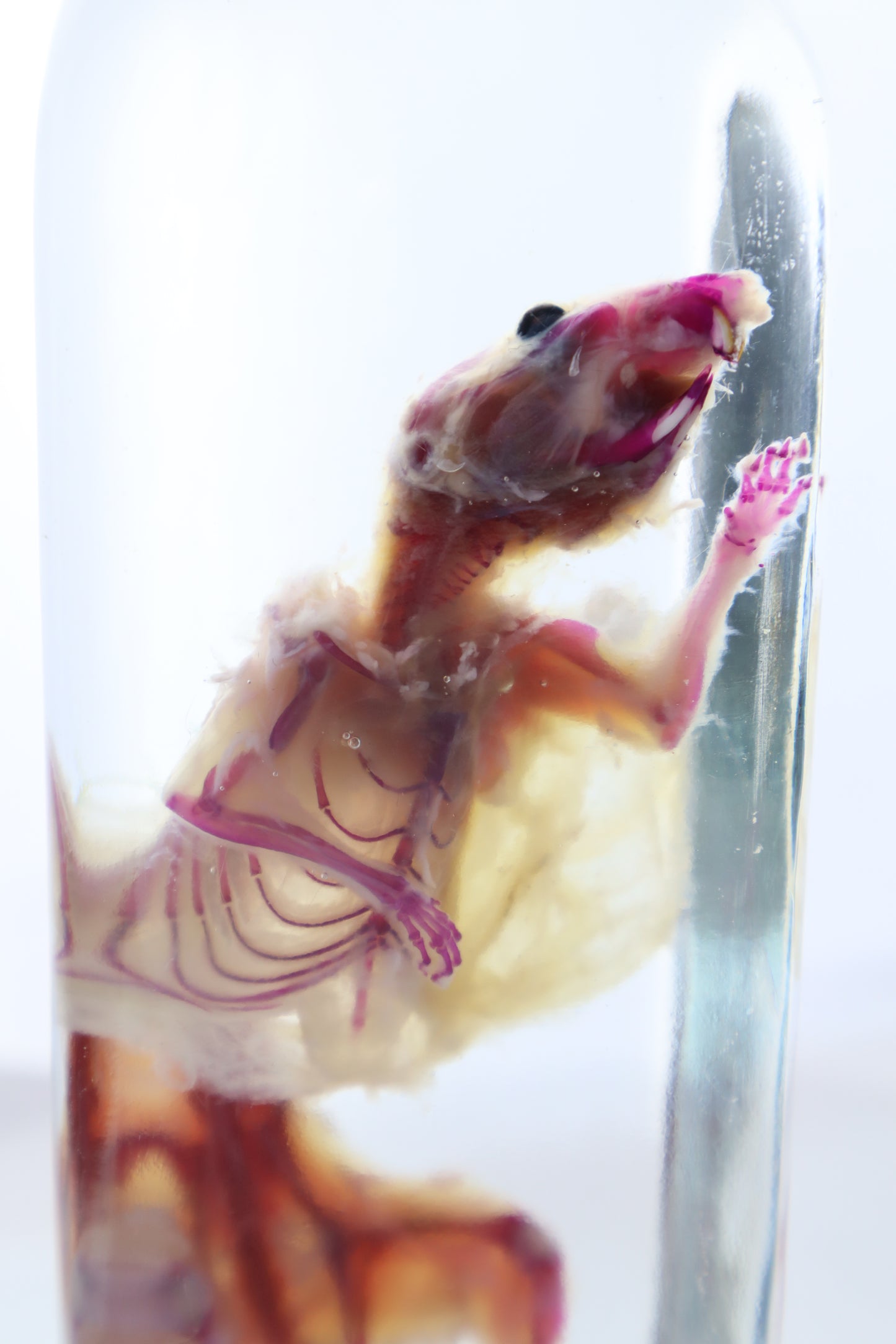 Pathological Diaphonized African Soft Fur Rat