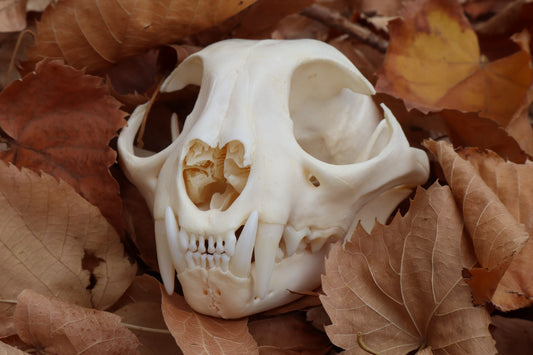 Bobcat Skull