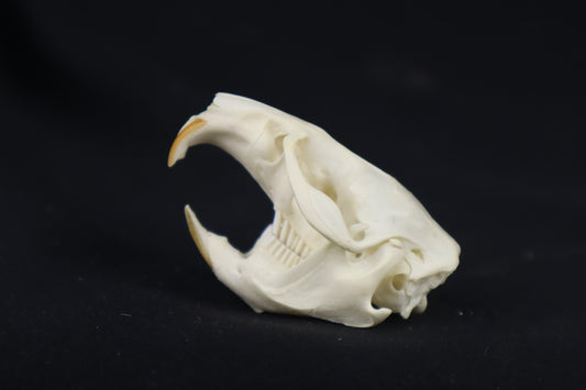 Muskrat Skull