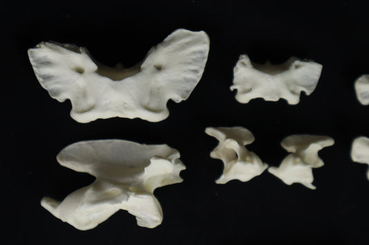 Craft Vertebrae Bone Lot