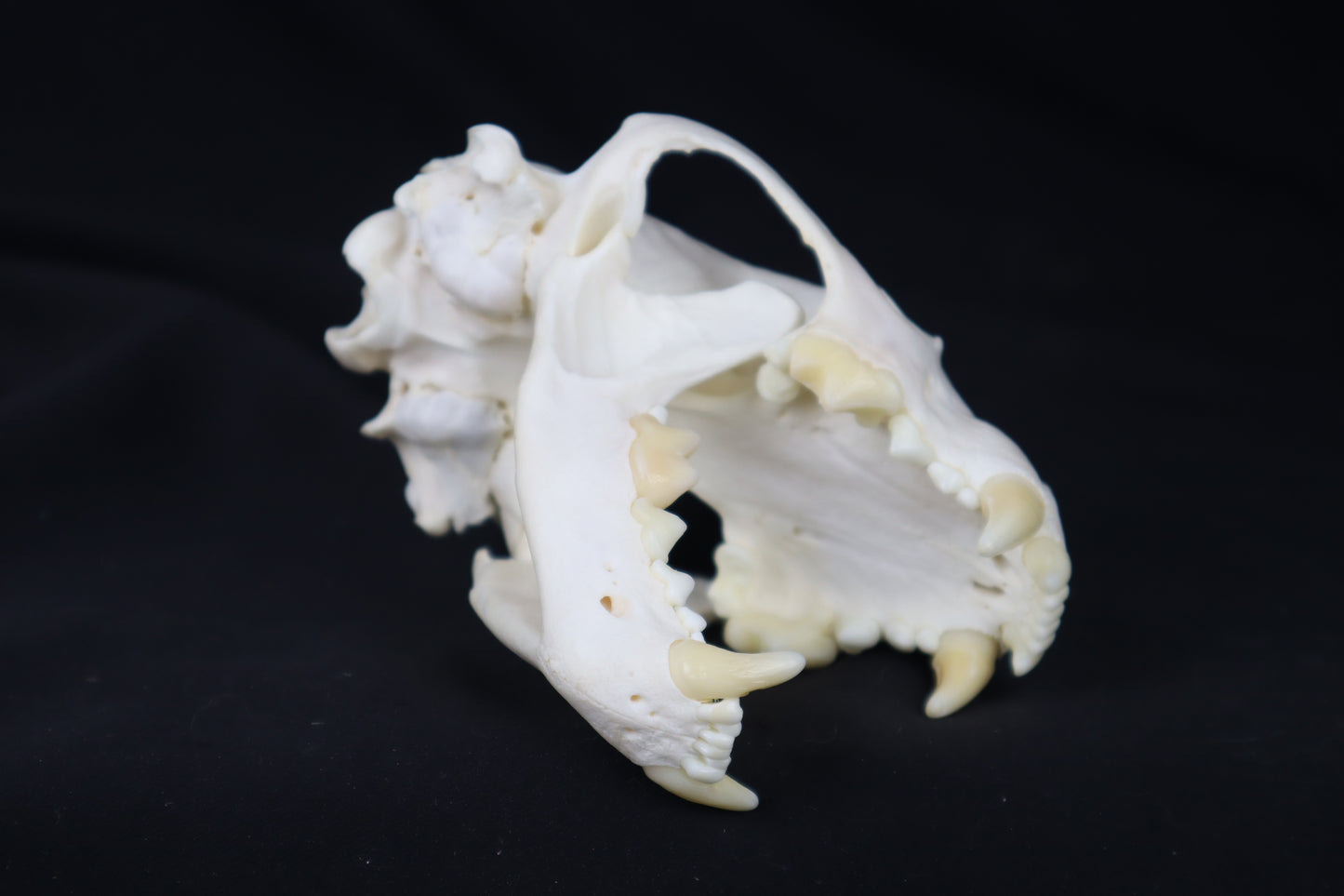 Wolverine Skull