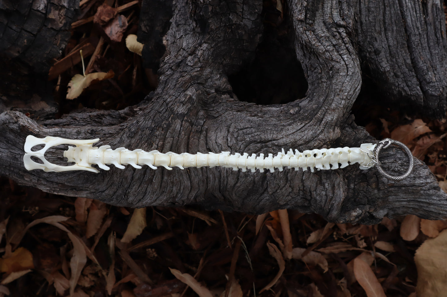 Domestic Kitten Spinal Column Articulation