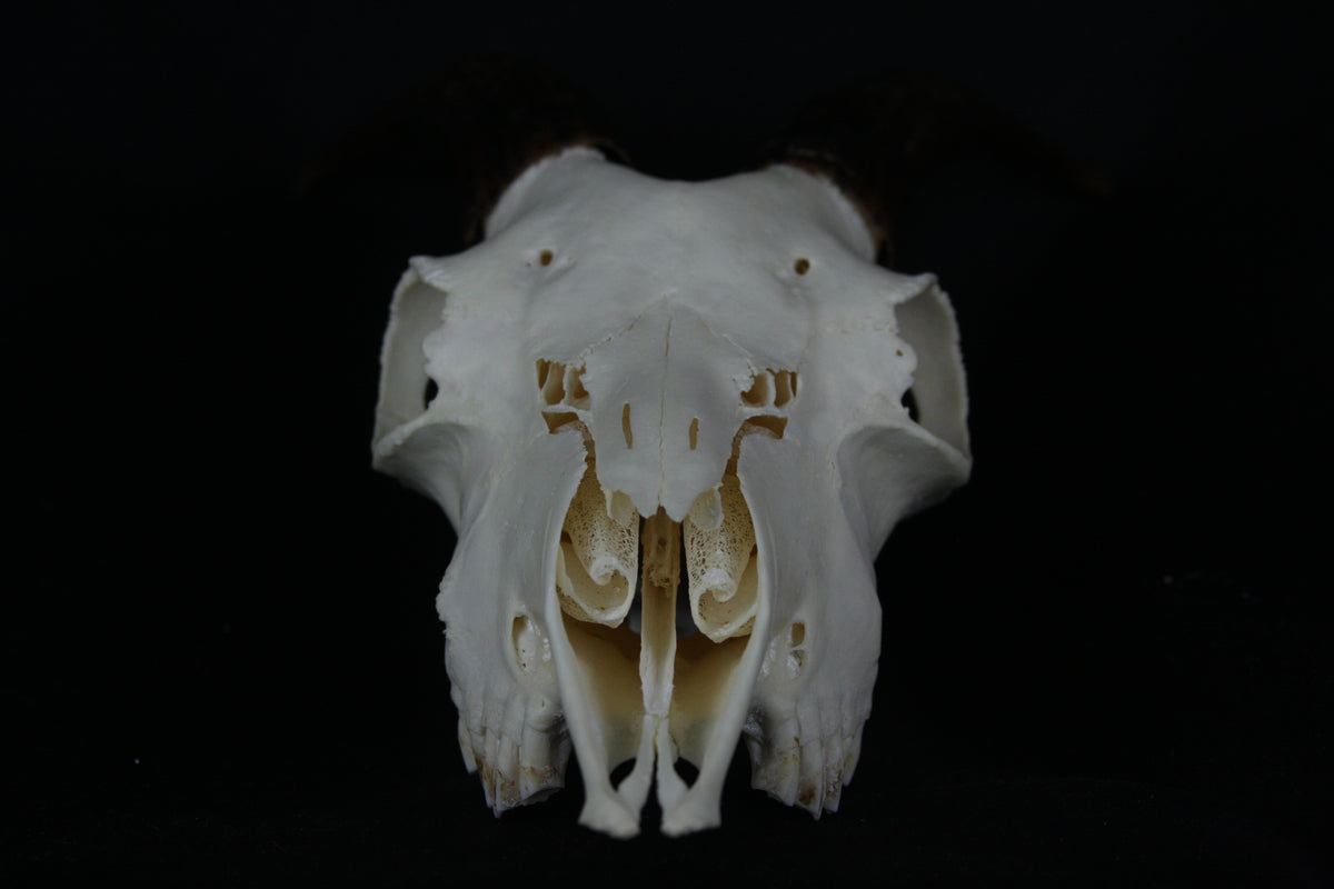 Medium Horned Goat Skull – Freyja's Forest