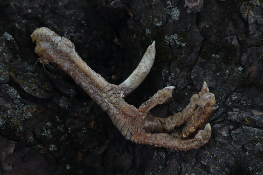 Dry Preserved Rooster foot with Spur