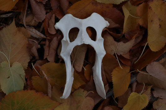 Gray Wolf Innominate Bones