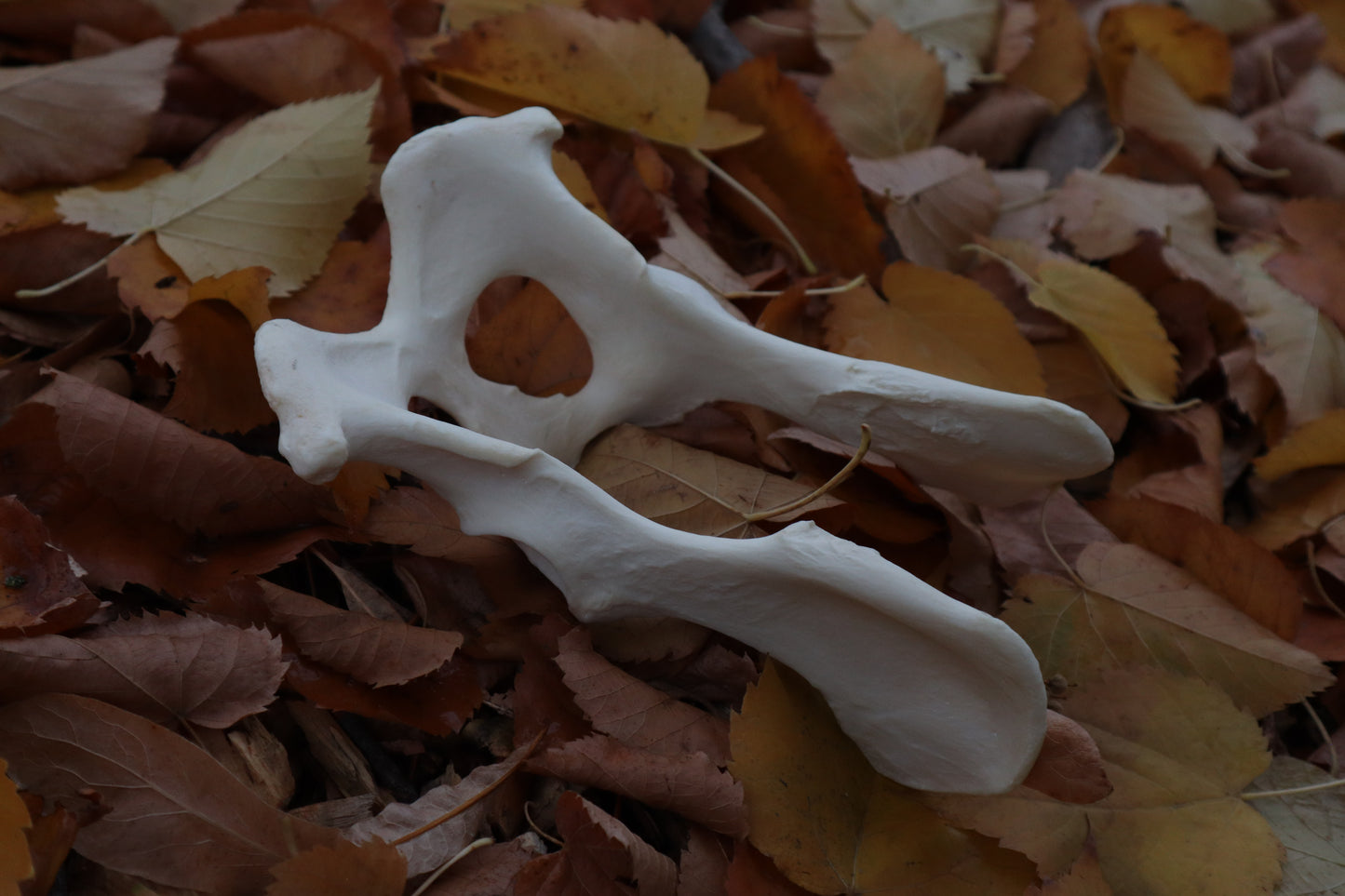 Gray Wolf Innominate Bones