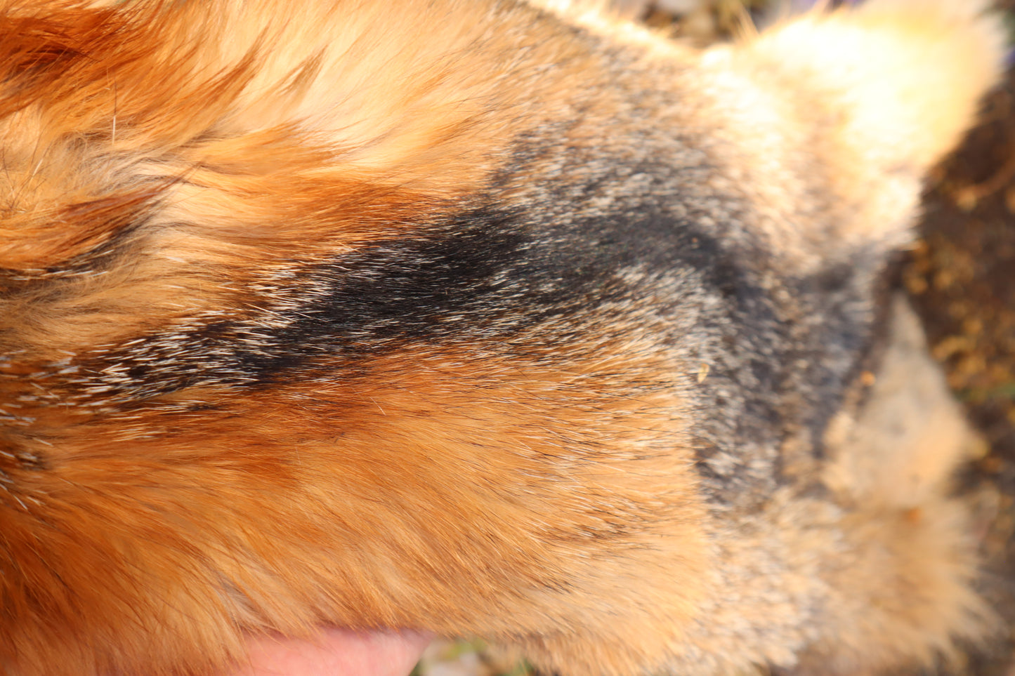 Craft Gray Fox Pelt