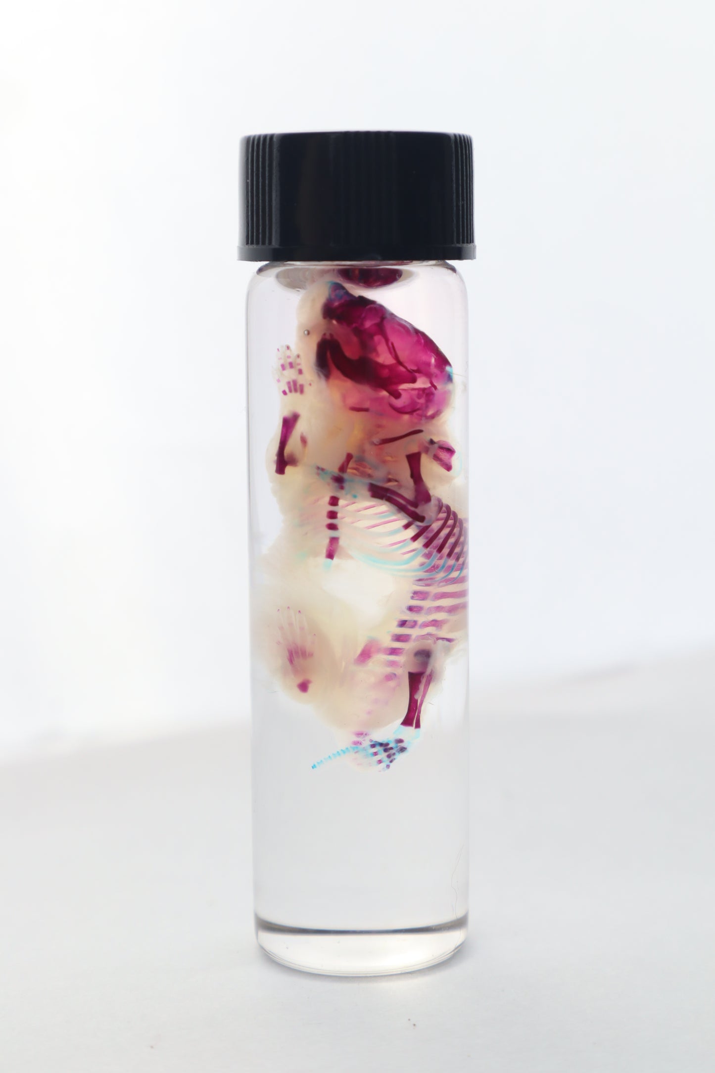 Bisected Diaphonized Pinkie Mouse