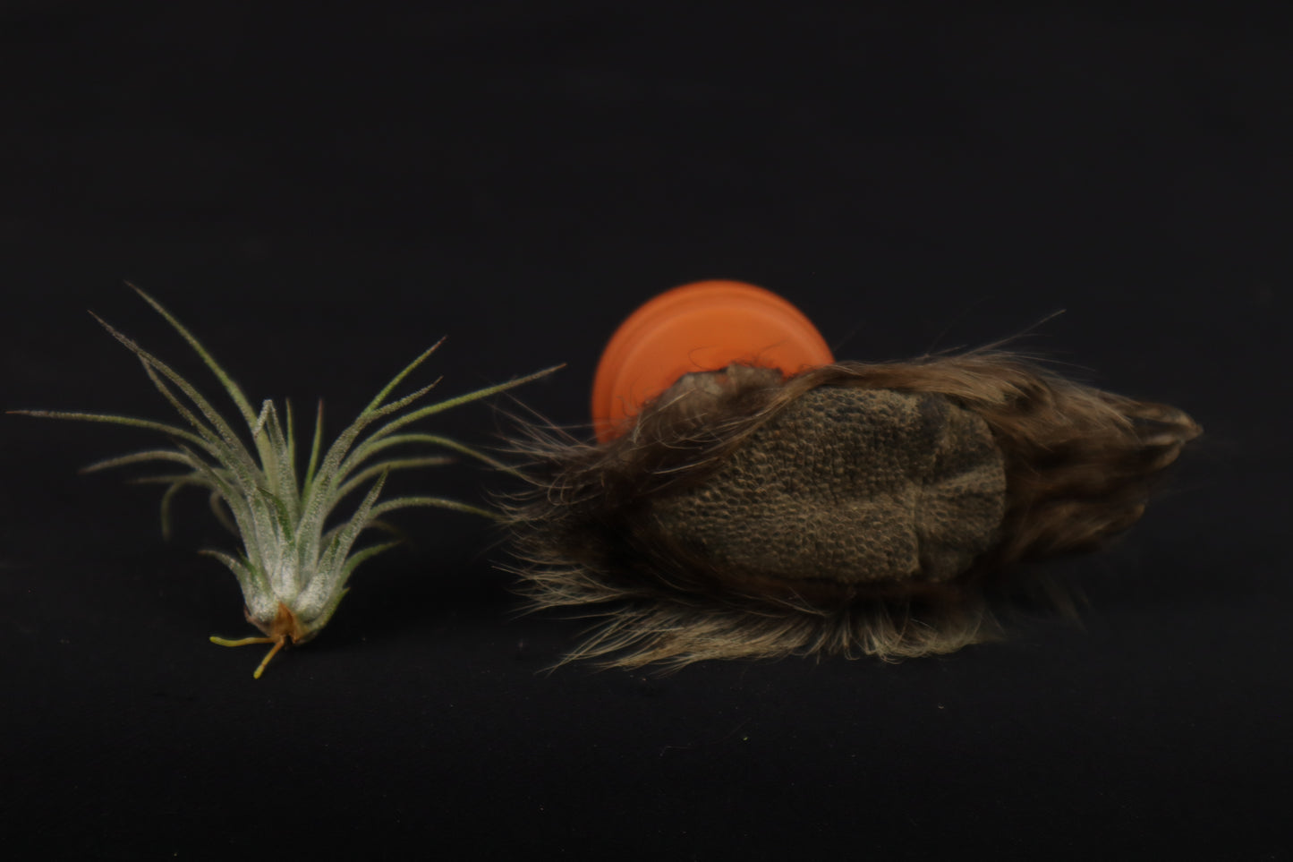 Porcupine Foot Planter with Air Plant