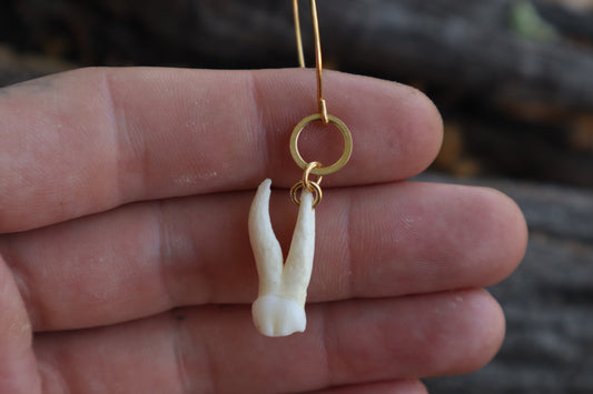 Pig Tooth Earrings - 10k Gold Plated