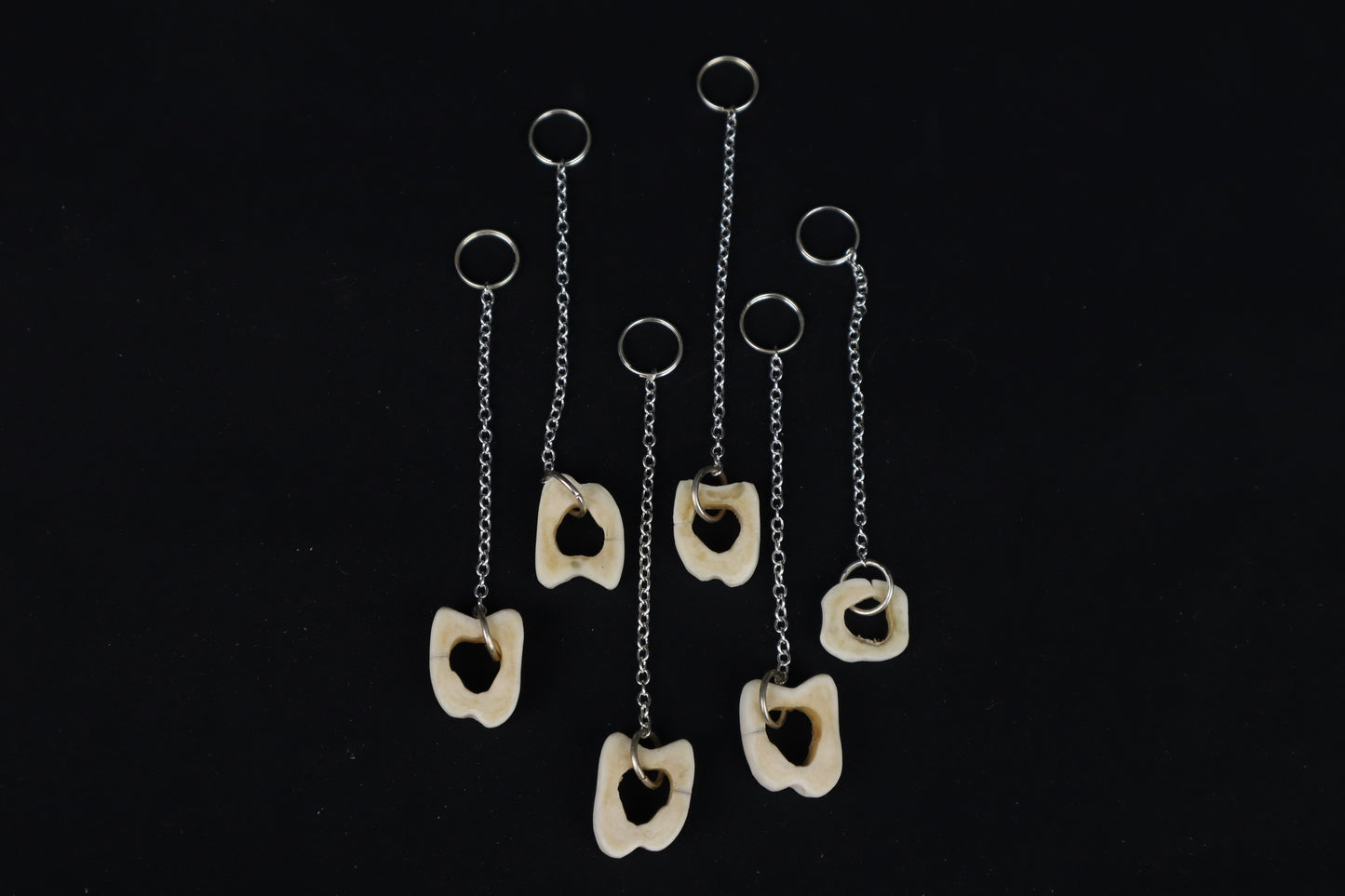 Whitetail Deer Tibia Slice Charm/Keychain