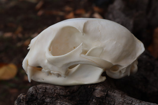 Bobcat Skull