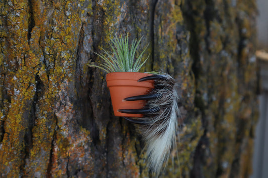 Porcupine Hand Planter with Air Plant