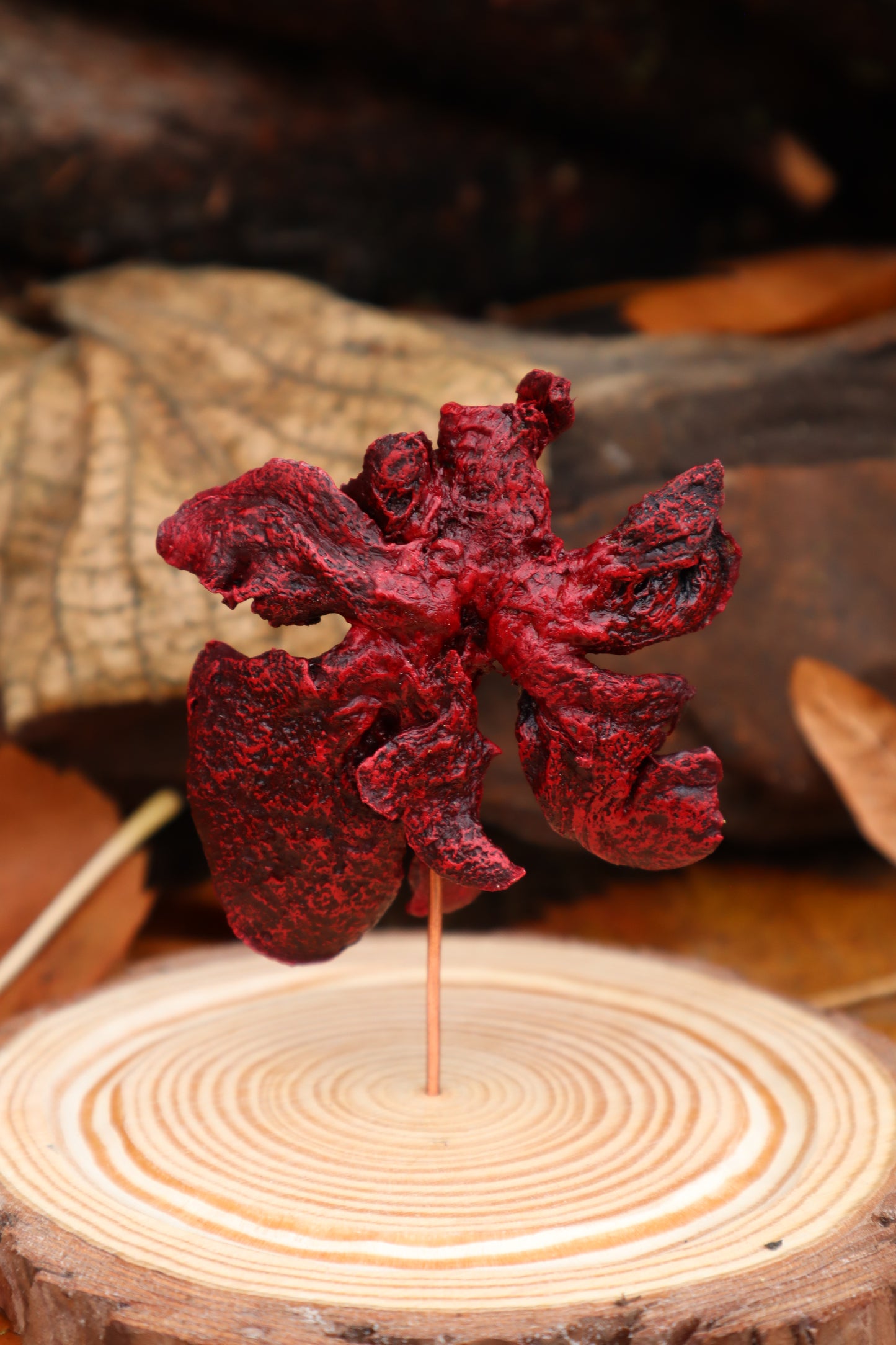 Dry Preserved Polydactyl Cat Lungs in Glass Dome