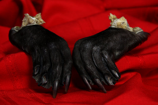 Beaver Feet