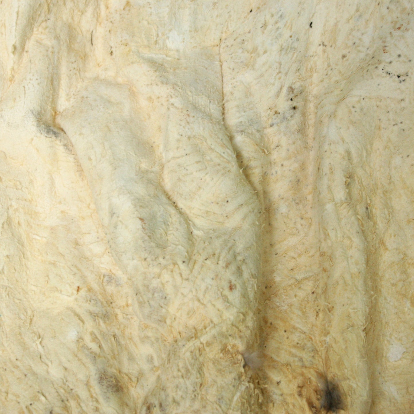Beaver Pelt