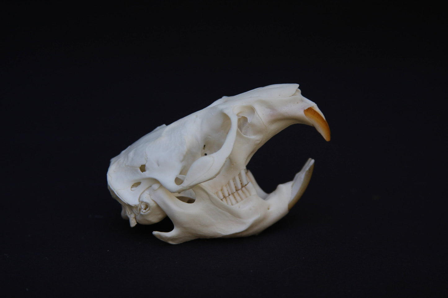Muskrat Skull