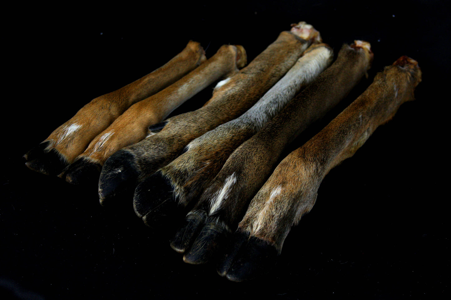 Whitetail Deer Feet (Straight)