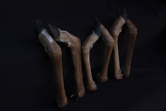 Whitetail Deer Feet (Angled)