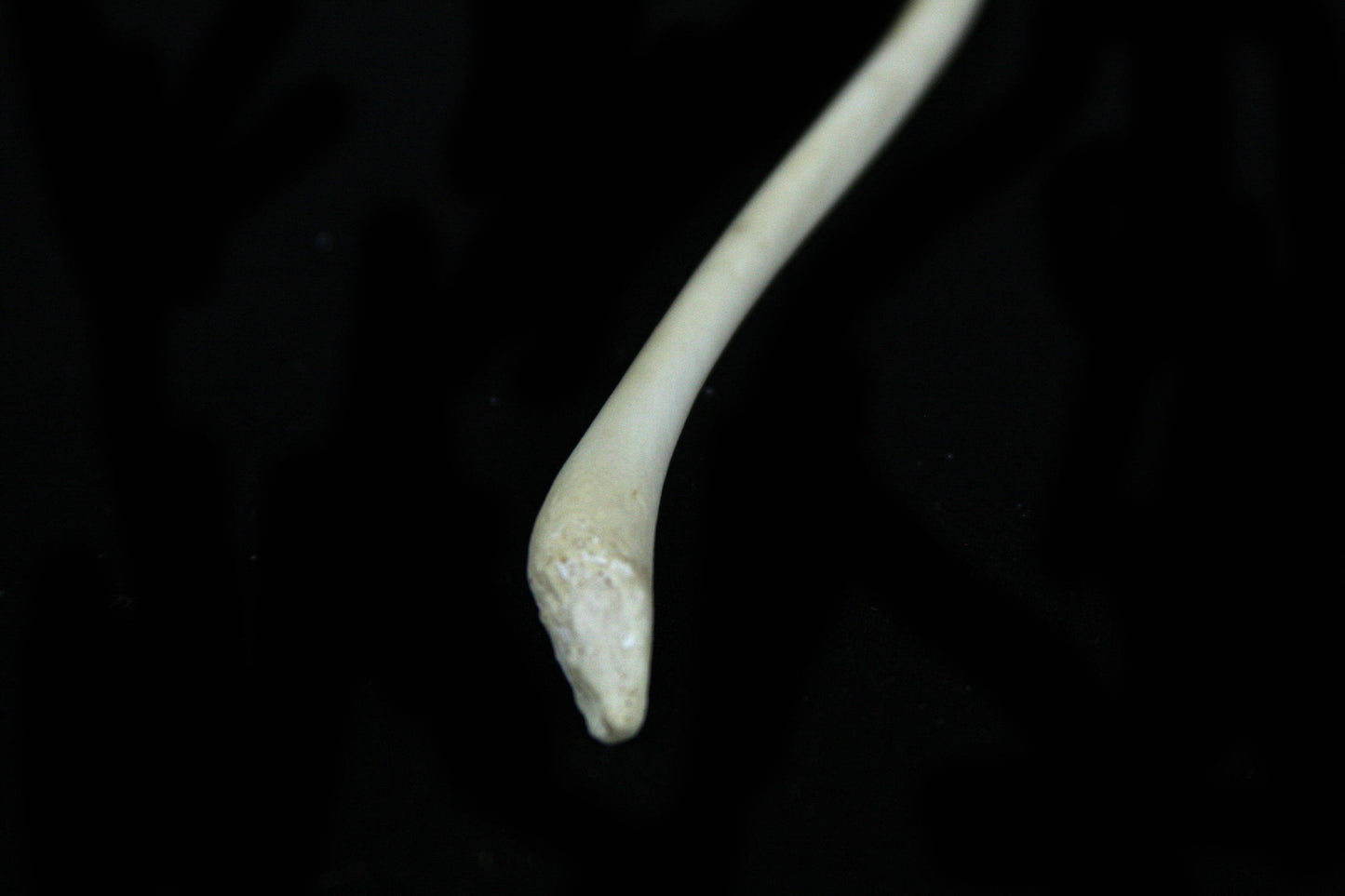 Raccoon Baculum