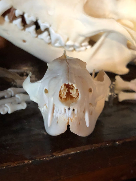 Reserved “Craft Quality” Opossum Skull