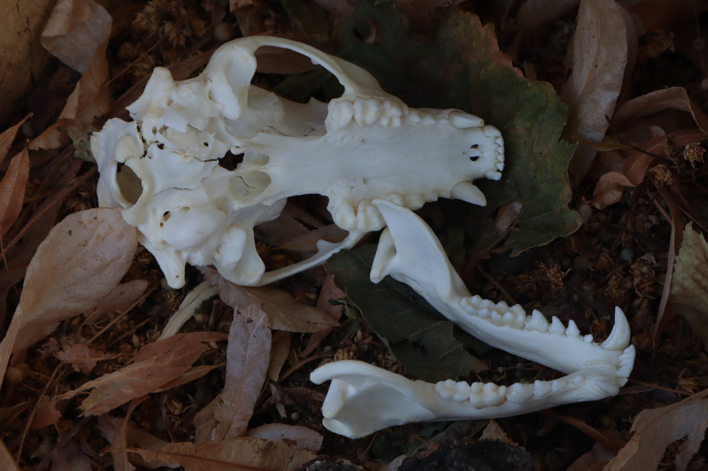 Reserved for Meg - Craft Raccoon Skull