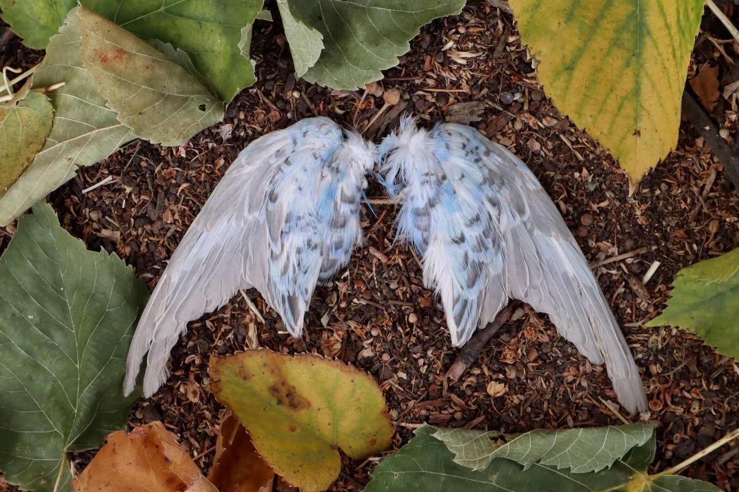 Reserved Budgerigar Wings