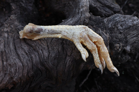 Dry Preserved Chicken Foot