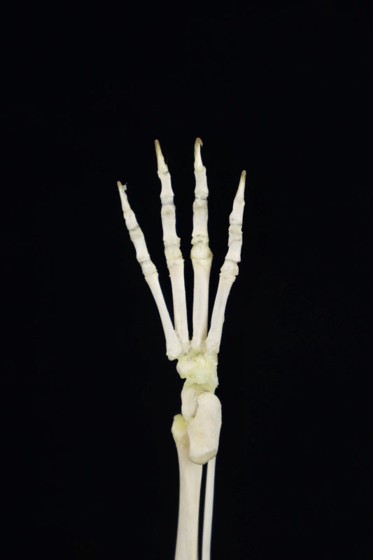 Domestic Kitten Leg Articulation