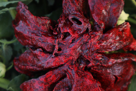 Reserved for Brandon - Dry Preserved Coyote Lungs