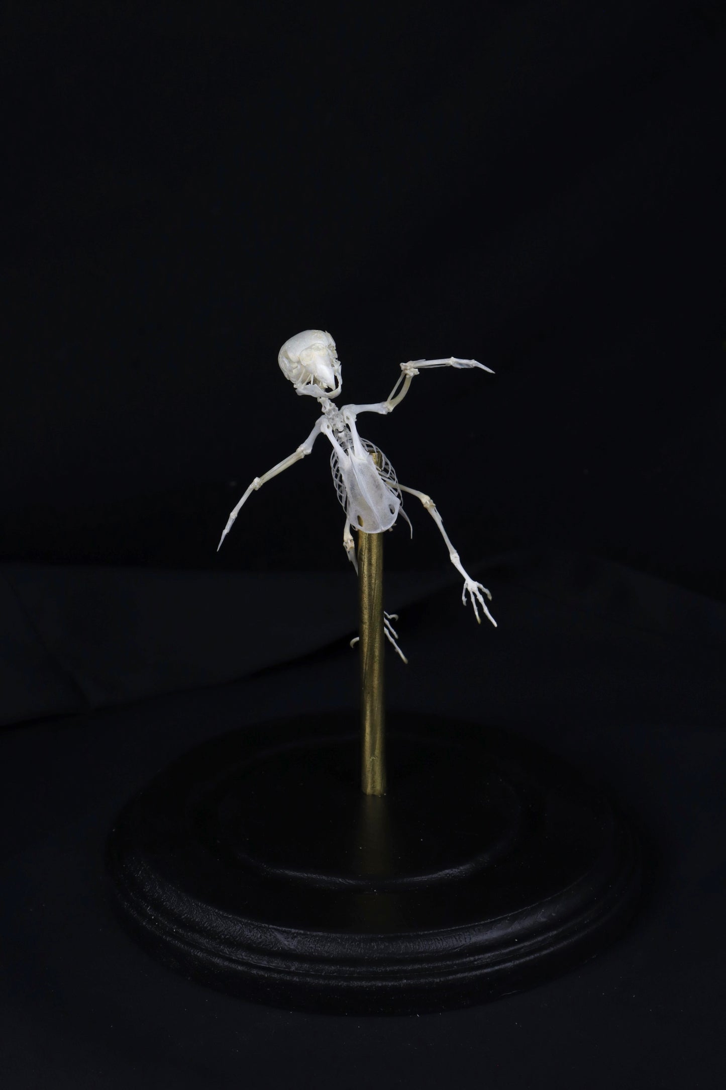 Reserved for Amanda - Articulated Parakeet Skeleton with Sclerotic Lenses