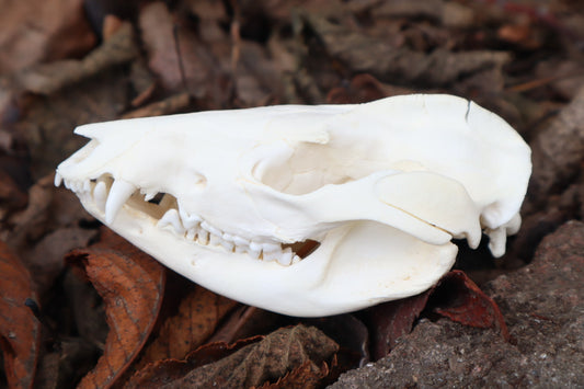 Opossum Skull