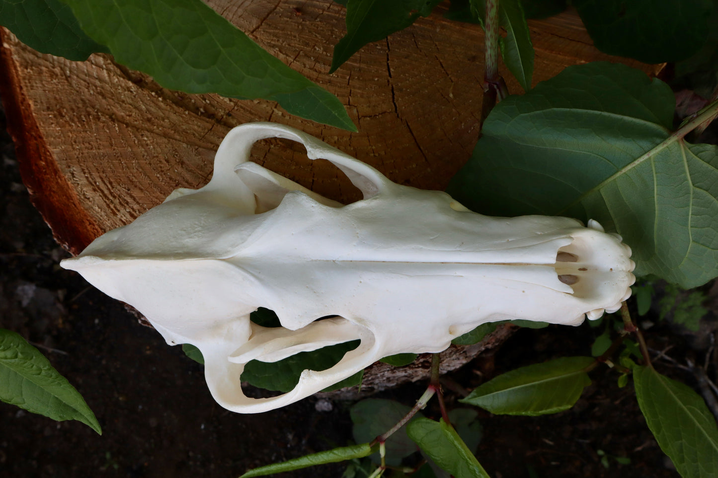 Reserved for Dan - Gray Wolf Skull