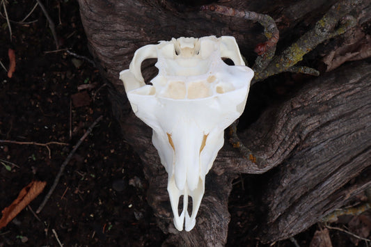 Reserved for Amanda - Partial Goat Skull
