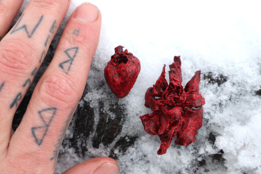 Dry Preserved Kitten Heart and Lungs