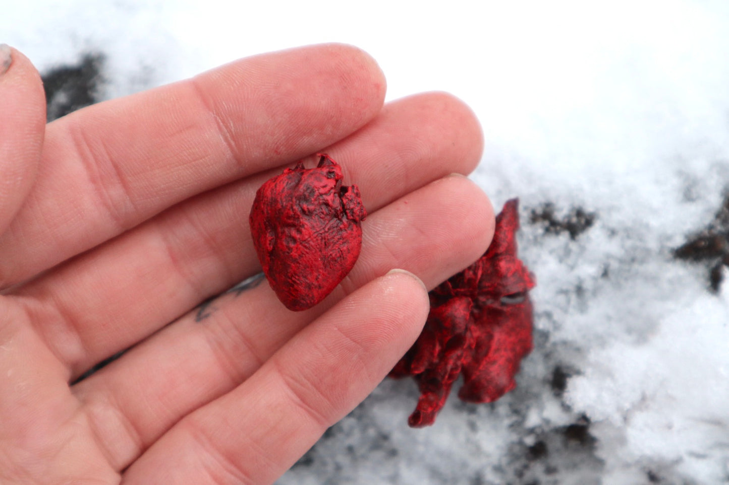 Dry Preserved Kitten Heart and Lungs
