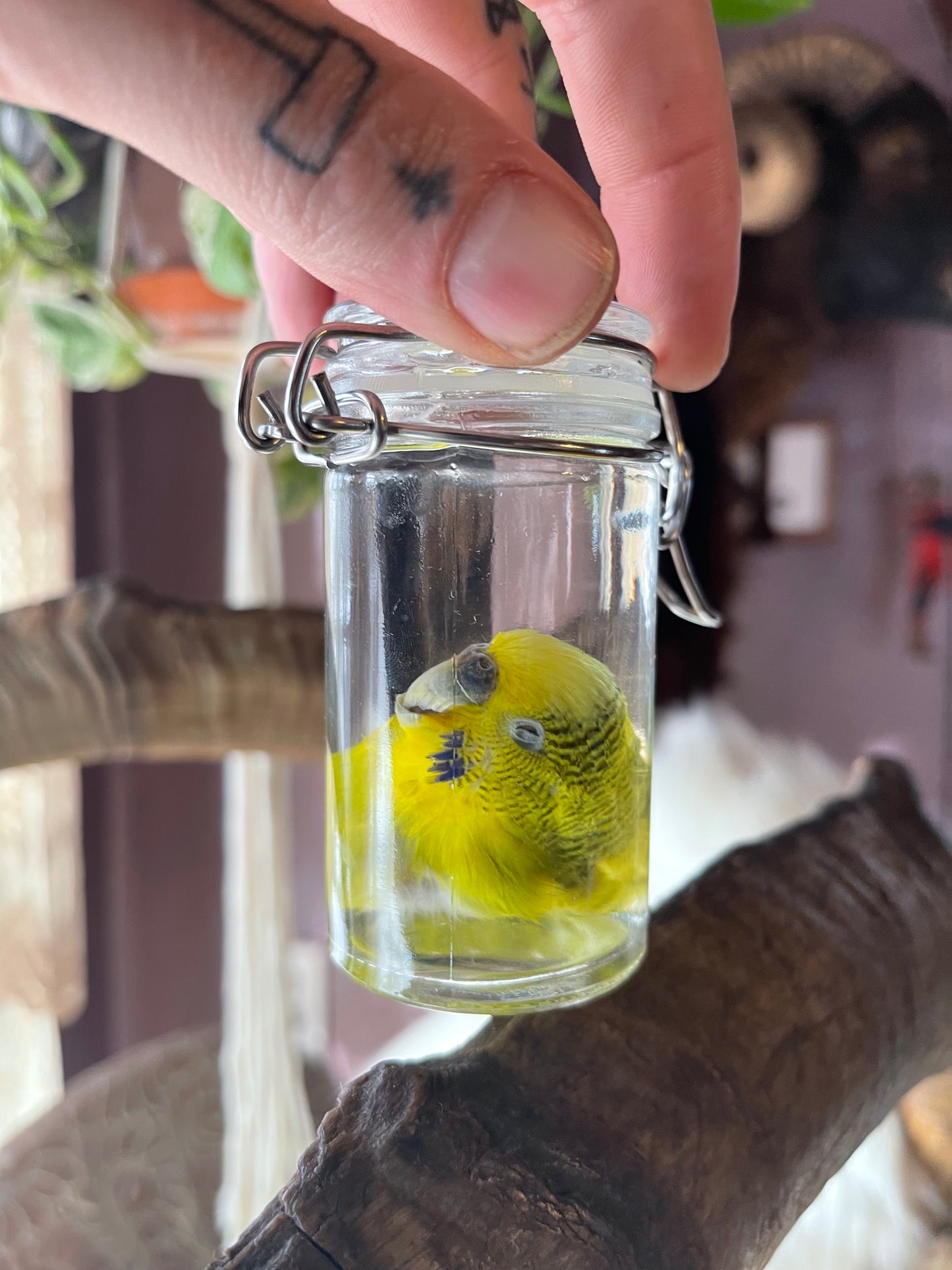 Reserved for Milo - Parakeet Head Wet Specimen