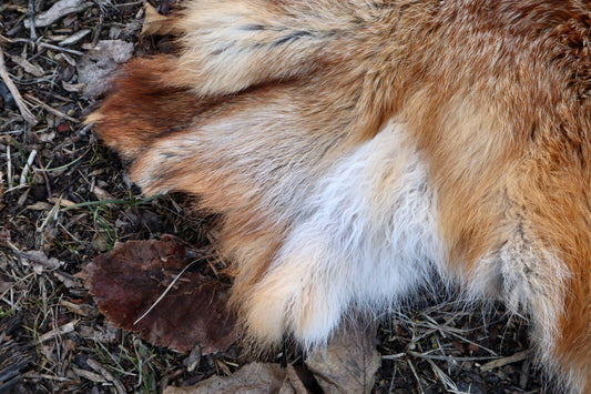 Red Fox Pelt - Double Bend