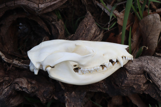 Juvenile Opossum Skull